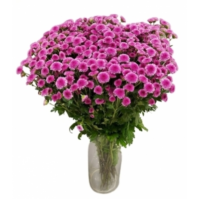 Chryzantéma SAN MADIBA PINK TYOLO 1100 g