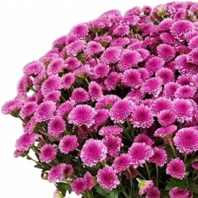 Chryzantéma SAN MADIBA PINK TYOLO 1100 g