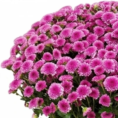 Chryzantéma SAN MADIBA PINK TYOLO