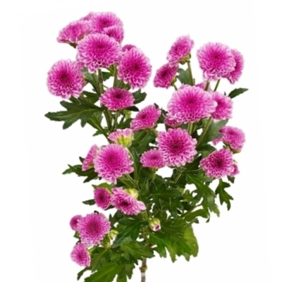 Chryzantéma SAN MADIBA PINK TYOLO 1100 g