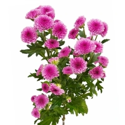 Chryzantéma SAN MADIBA PINK TYOLO 1100 g
