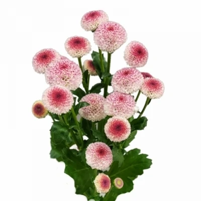 Chryzantéma SAN MADIBA TYOLO BICO 1100 g