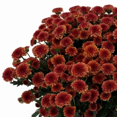 Chryzantéma SAN MADIBA TYOLO ORANGE