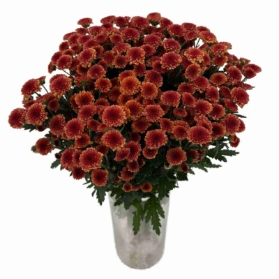 Chryzantéma SAN MADIBA TYOLO ORANGE