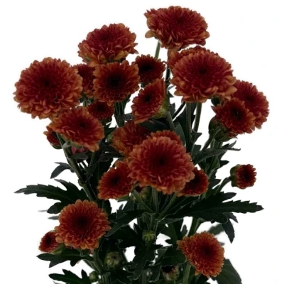 Chryzantéma SAN MADIBA TYOLO ORANGE 950 g