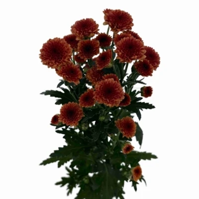 Chryzantéma SAN MADIBA TYOLO ORANGE