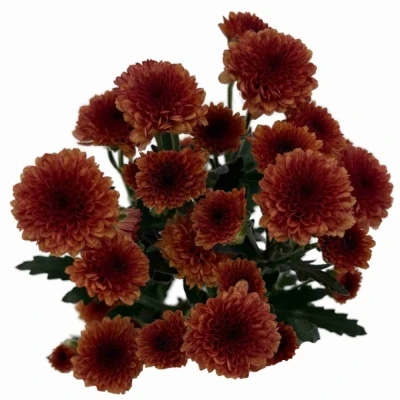 Chryzantéma SAN MADIBA TYOLO ORANGE