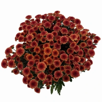 Chryzantéma SAN MADIBA TYOLO ORANGE