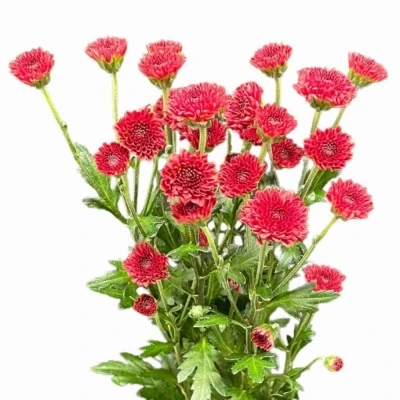 Chryzantéma SAN MADIBA TYOLO RED 950 g