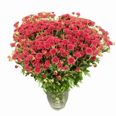 Chryzantéma SAN MADIBA TYOLO RED