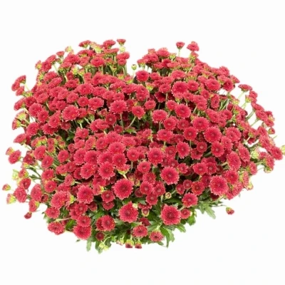 Chryzantéma SAN MADIBA TYOLO RED