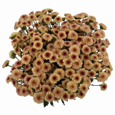 Chryzantéma SAN MADIBA TYOLO SALMON