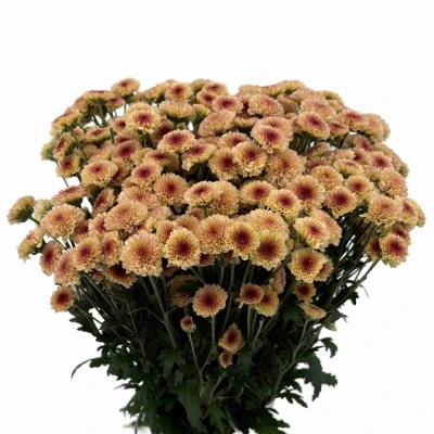 Chryzantéma SAN MADIBA TYOLO SALMON
