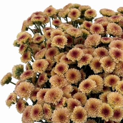 Chryzantéma SAN MADIBA TYOLO SALMON