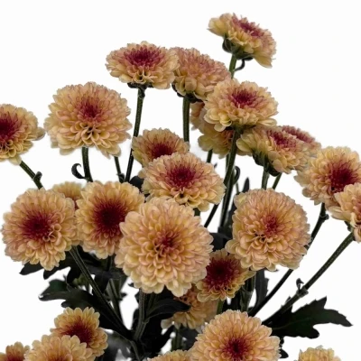 Chryzantéma SAN MADIBA TYOLO SALMON