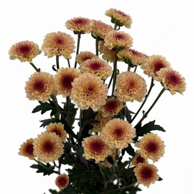 Chryzantéma SAN MADIBA TYOLO SALMON 1200 g