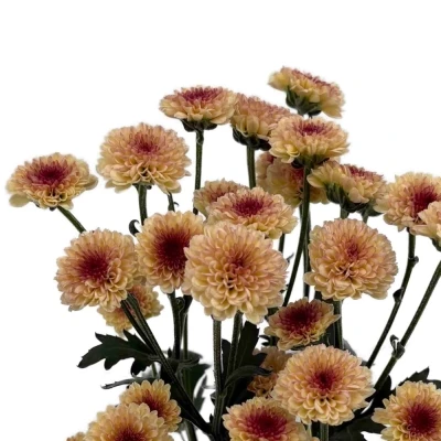 Chryzantéma SAN MADIBA TYOLO SALMON