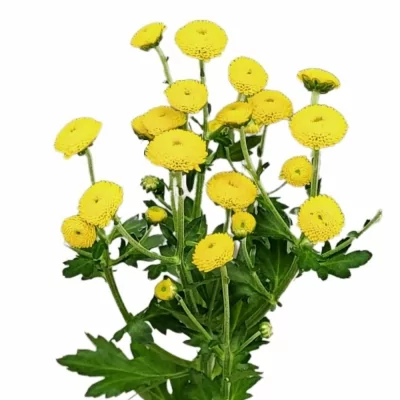 Chryzantéma SAN MADIBA YELLOW KAYLI POMPON 600g