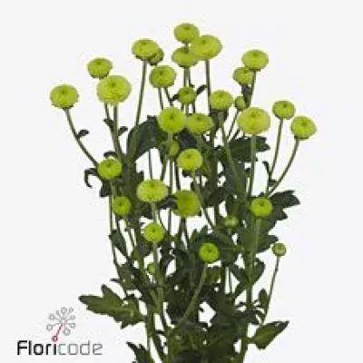 Chryzantéma SAN MADIMA LIME MALOU 1000g