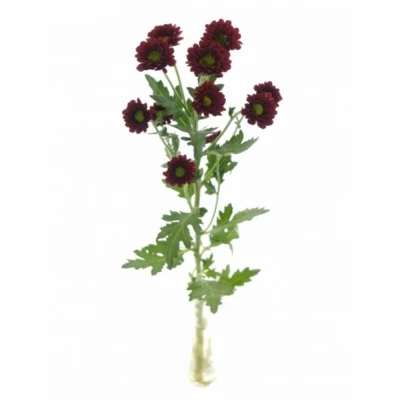 Chryzantéma SAN MAREK