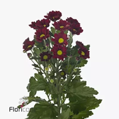 Chryzantéma SAN MARQUEZ 950g