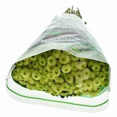 Chryzantéma SAN MAVERICK LIME