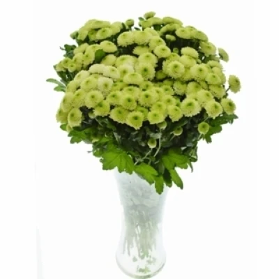 Chryzantéma SAN MAVERICK LIME