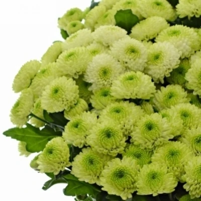 Chryzantéma SAN MAVERICK LIME