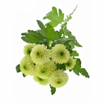 Chryzantéma SAN MAVERICK LIME