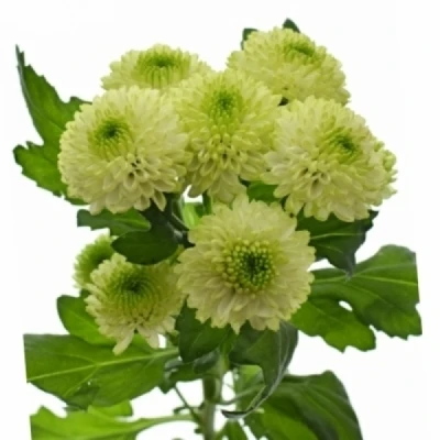 Chryzantéma SAN MAVERICK LIME 1150 g