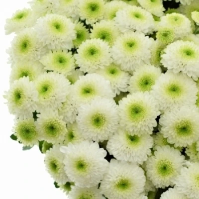 Chryzantema SAN MAVERICK WHITE