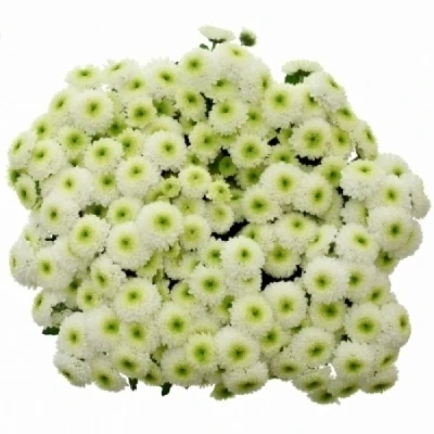 Chryzantema SAN MAVERICK WHITE