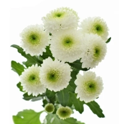 Chryzantéma SAN MAVERICK WHITE 1300g