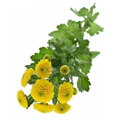 Chryzantéma SAN MAVERICK YELLOW