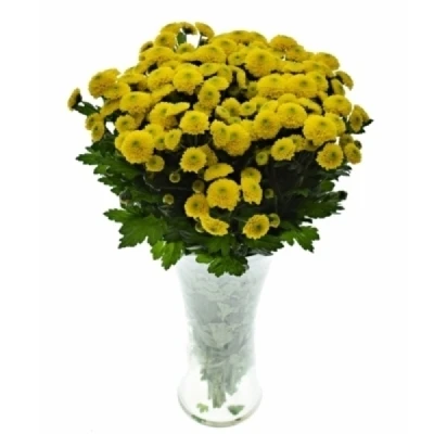 Chryzantéma SAN MAVERICK YELLOW