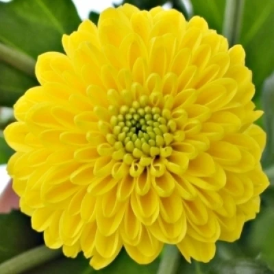 Chryzantéma SAN MAVERICK YELLOW