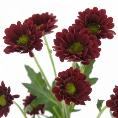 Chryzantéma SAN MELISSA RED 800g