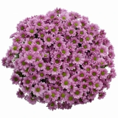 Chryzantéma SAN MELODY