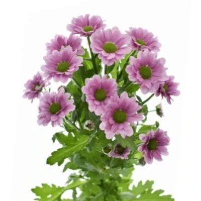 Chryzantéma SAN MELODY