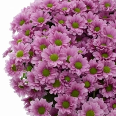 Chryzantéma SAN MELODY