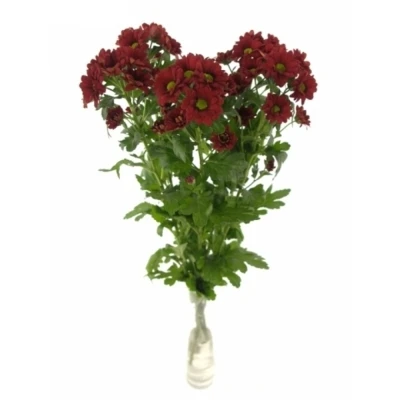 Chryzantéma SAN MEXX