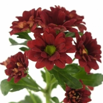 Chryzantéma SAN MEXX 1300 g