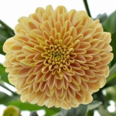 Chryzantéma SAN MILLER APRICOT