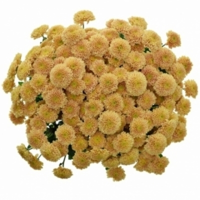 Chryzantéma SAN MILLER APRICOT