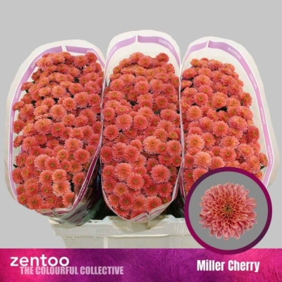 Chryzantéma SAN MILLER CHERRY
