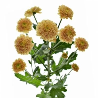 Chryzantéma SAN MILLER ORANGE 1100 g