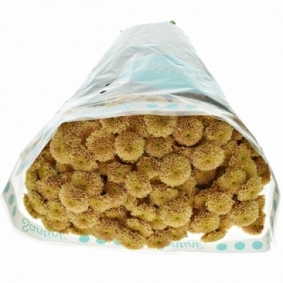 Chryzantéma SAN MILLER ORANGE