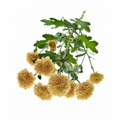 Chryzantéma SAN MILLER ORANGE