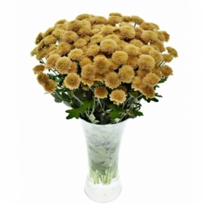 Chryzantéma SAN MILLER ORANGE