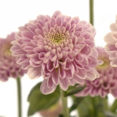 Chryzantéma SAN MILLER PEARL